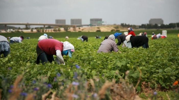 خبير اقتصادي فرنسي:دول الساحل مدعوة للإستفادة من تجربة المغرب في المجال الفلاحي