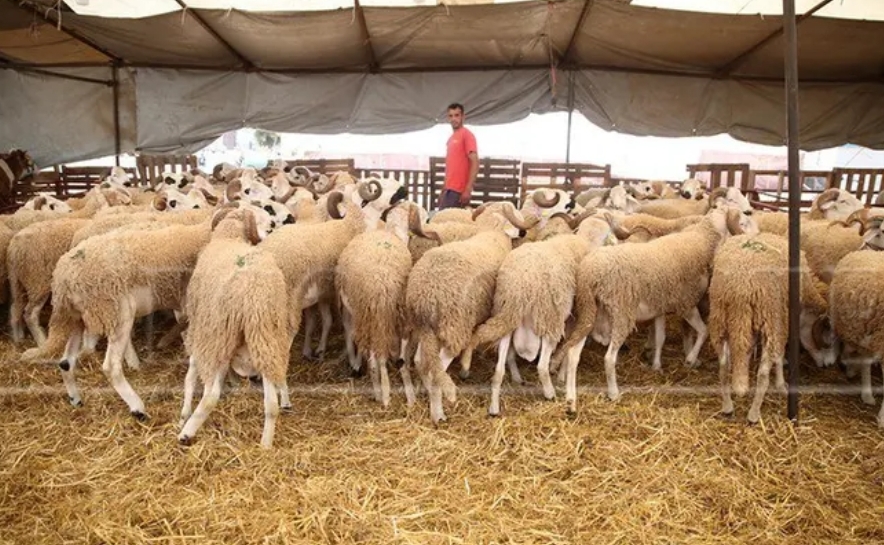 لضمان الإمداد الطبيعي للسوق الوطنية الحكومة توافق على استيراد أضاحي العيد