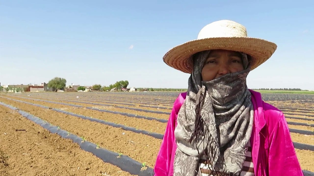 لقاء يسلط الضوء على وضعية النساء العاملات في القطاع الفلاحي