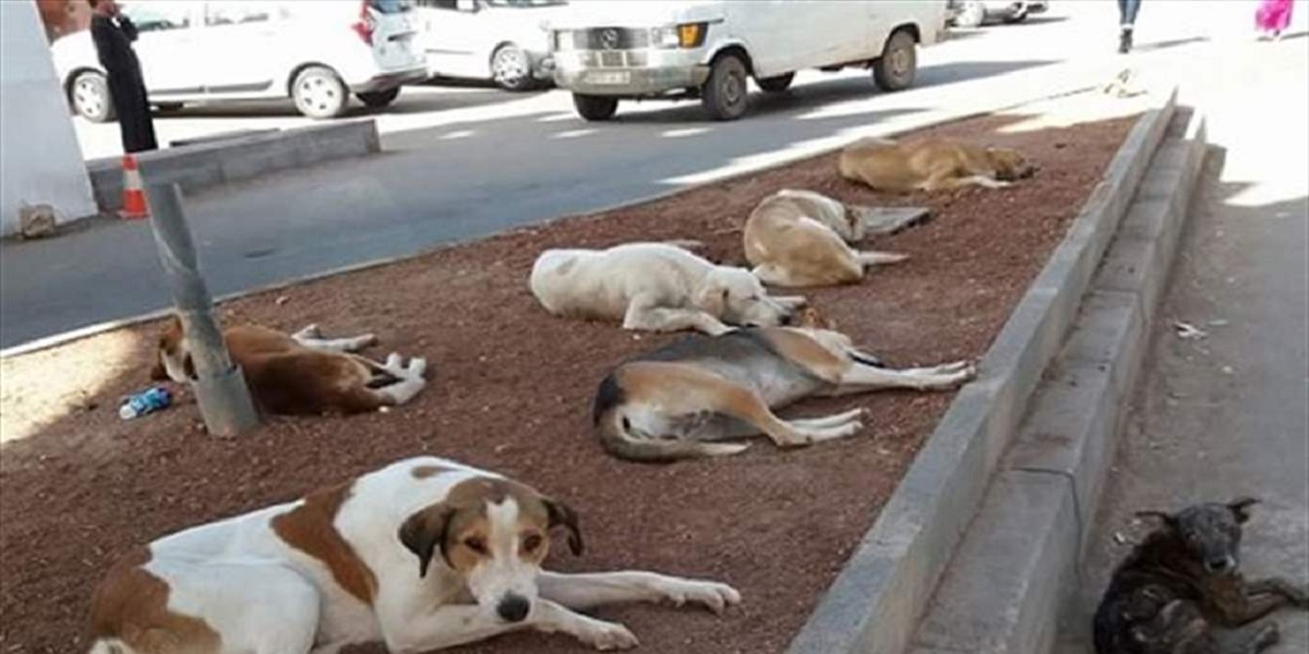 حزب معارض يسائل وزير الداخلية حول ظاهرة الكلاب الضالة بالمغرب